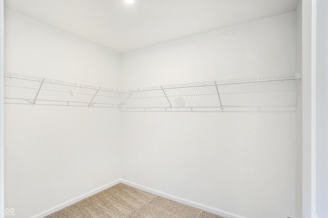 walk in closet featuring carpet flooring