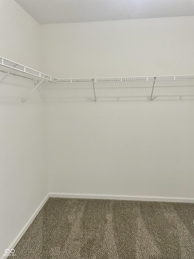 spacious closet featuring carpet