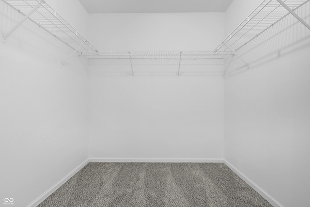 walk in closet featuring carpet floors