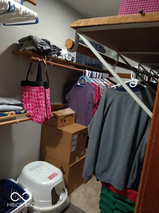 spacious closet featuring carpet floors