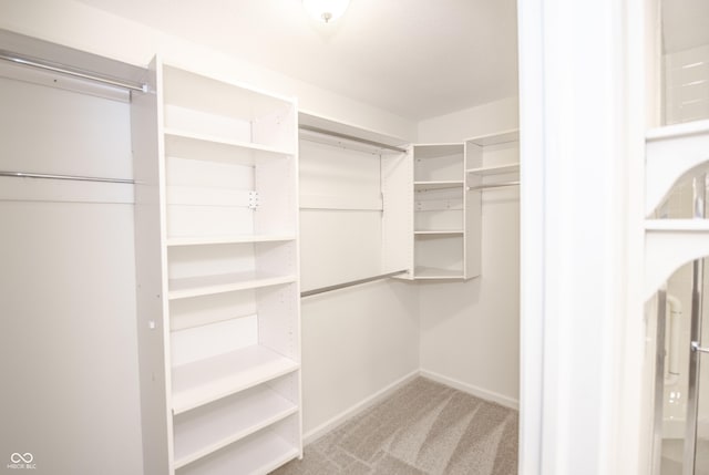 spacious closet featuring carpet floors