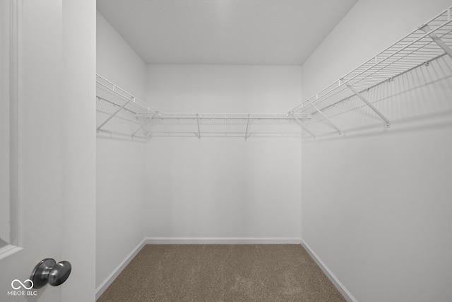 walk in closet featuring carpet floors