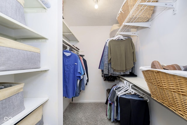 spacious closet featuring carpet