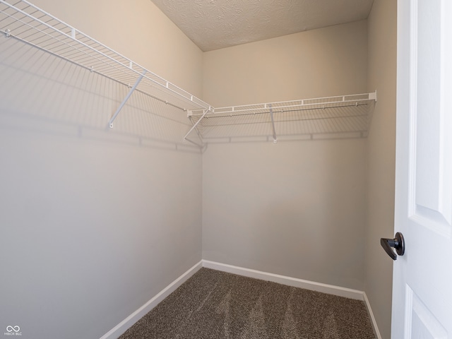 walk in closet featuring carpet floors