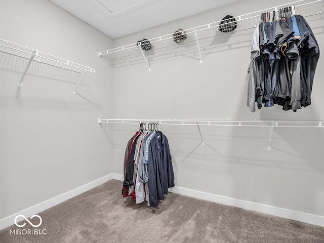 spacious closet featuring carpet