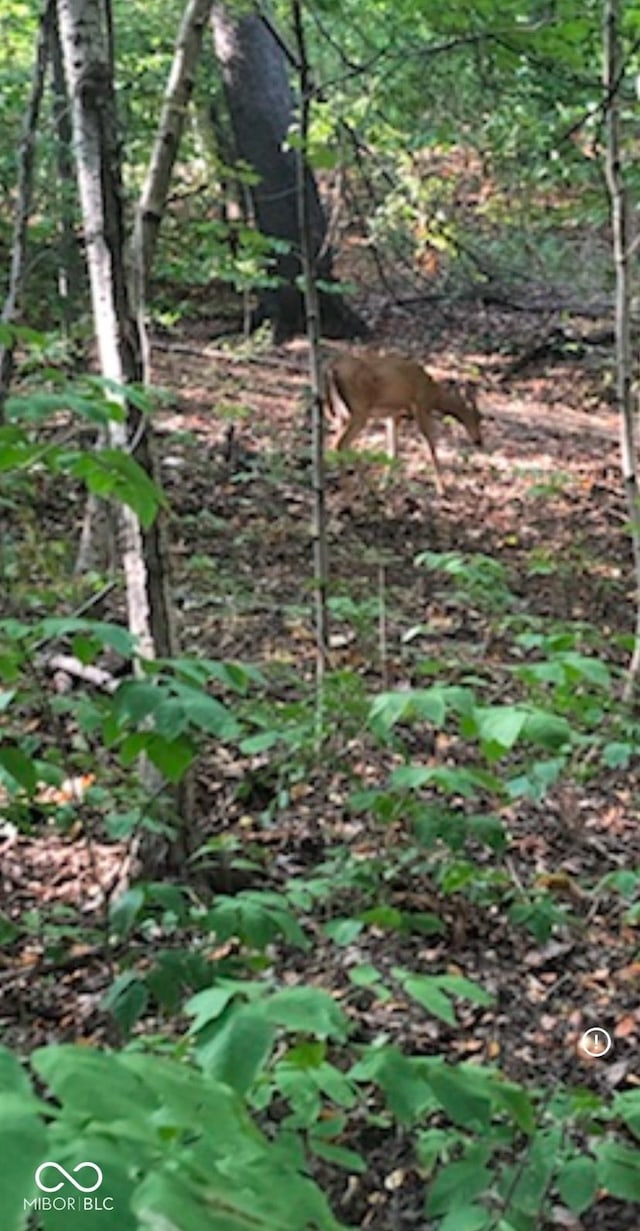 view of nature