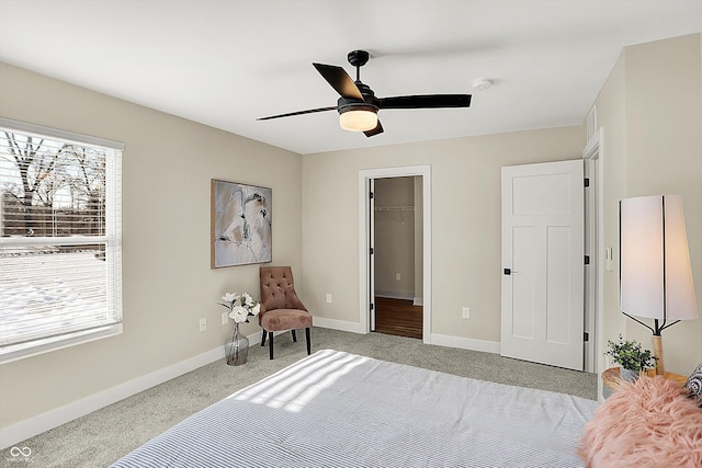 carpeted bedroom featuring ceiling fan, a spacious closet, and a closet