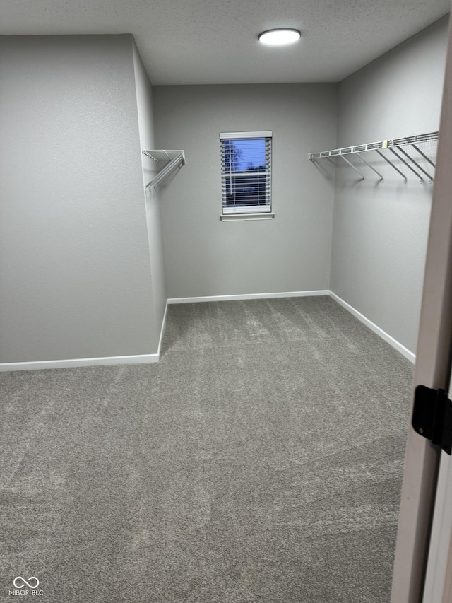 spacious closet featuring carpet floors