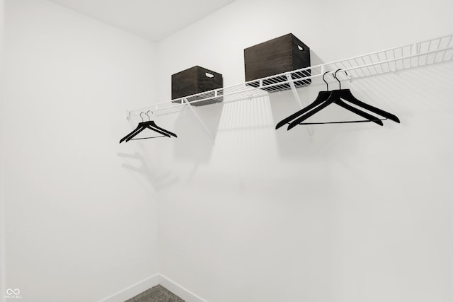 spacious closet featuring carpet flooring