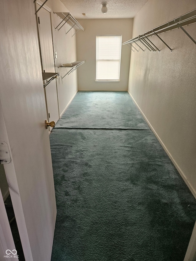 walk in closet featuring carpet floors