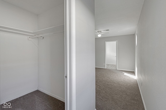 walk in closet featuring carpet floors and ceiling fan