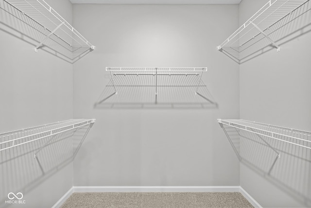 walk in closet with carpet floors