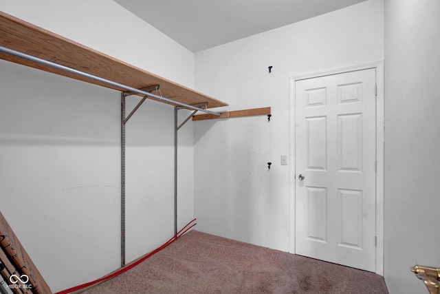 walk in closet with carpet floors