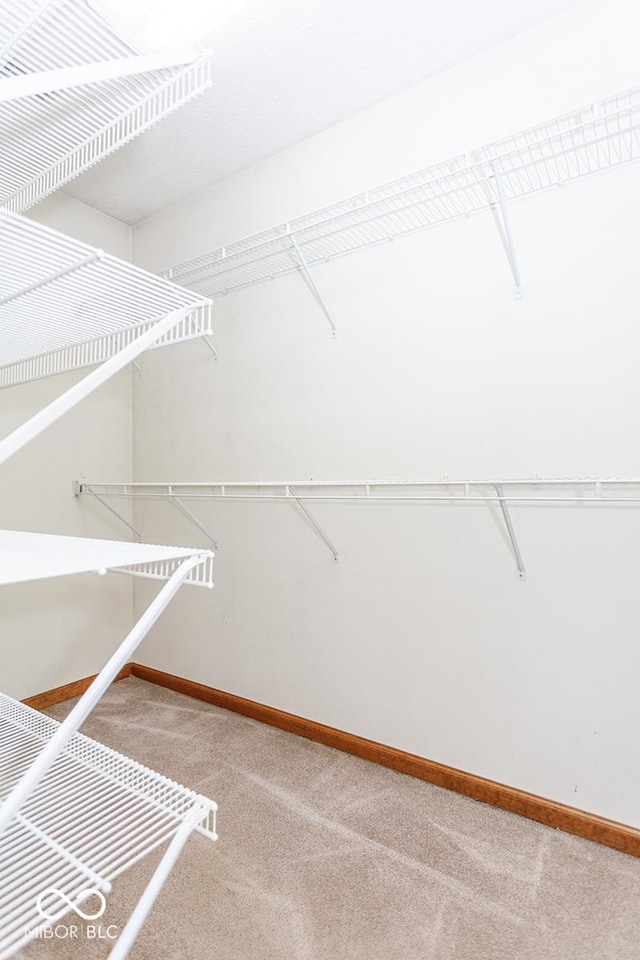 walk in closet with carpet floors