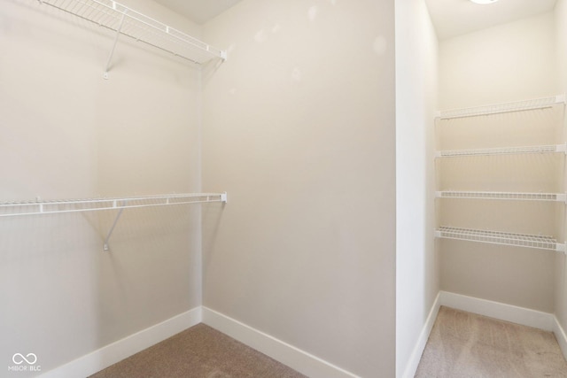 spacious closet featuring carpet floors