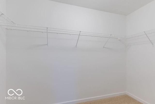 walk in closet featuring carpet flooring