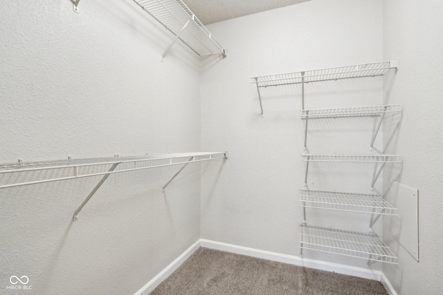 spacious closet featuring carpet flooring