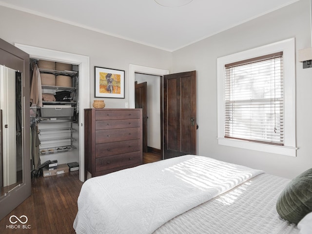 bedroom with a walk in closet, dark wood-type flooring, a closet, and ornamental molding