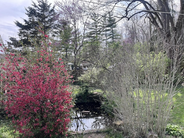 view of local wilderness