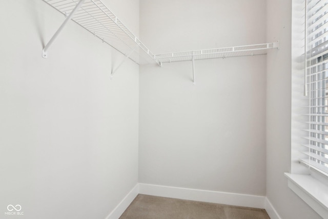 spacious closet with carpet