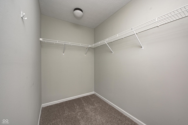 walk in closet with carpet flooring