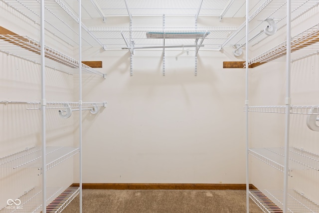 spacious closet with carpet flooring