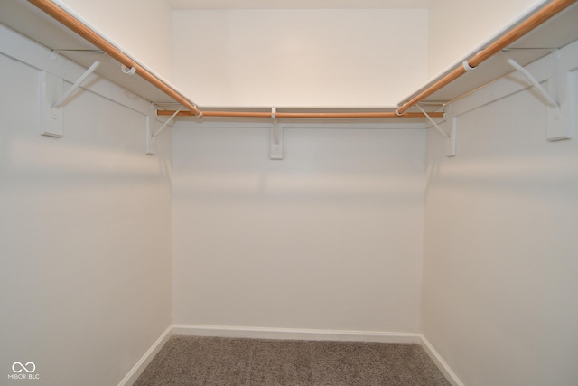 walk in closet with carpet flooring