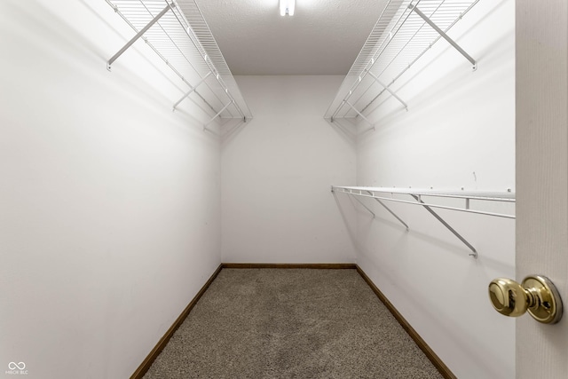 spacious closet featuring carpet floors