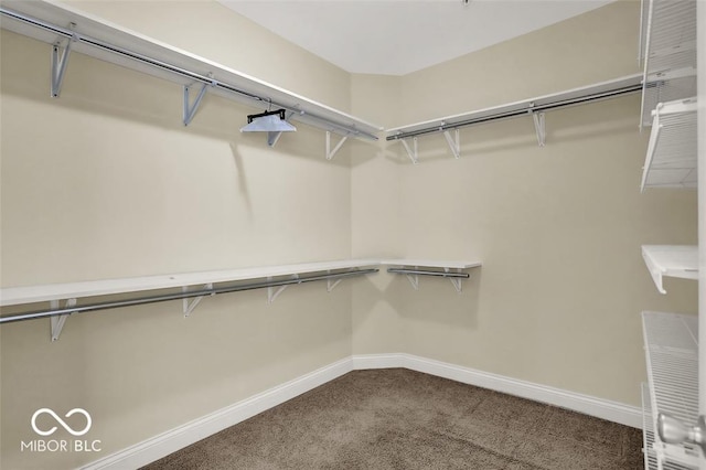 spacious closet featuring carpet