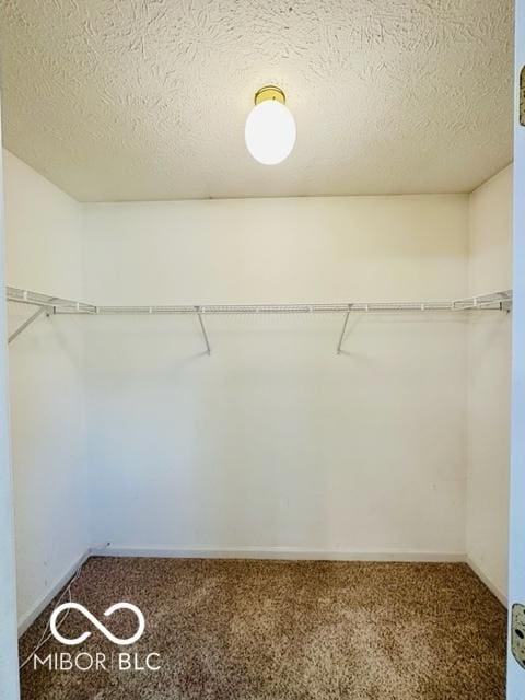 spacious closet featuring carpet