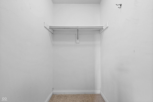 spacious closet featuring carpet