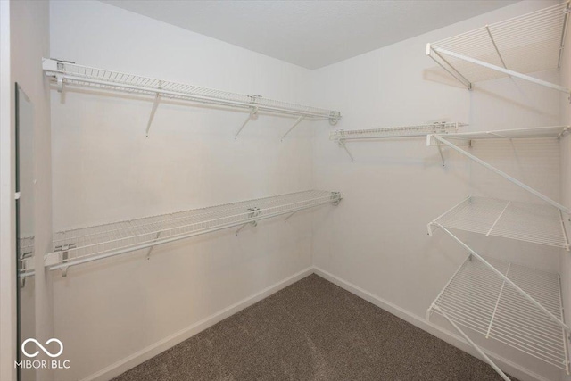 walk in closet featuring carpet flooring