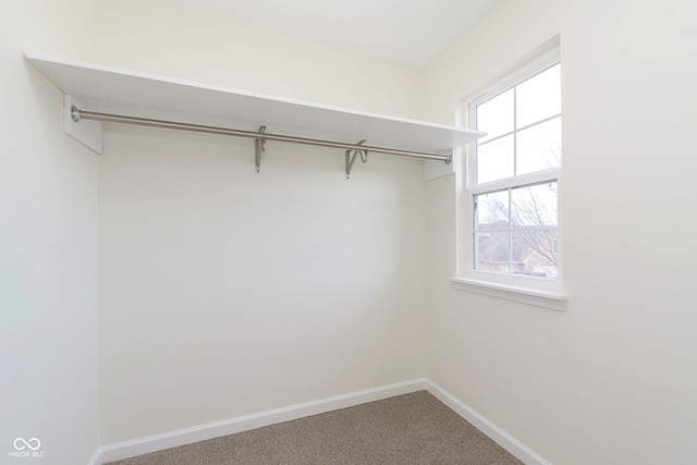 spacious closet featuring carpet flooring