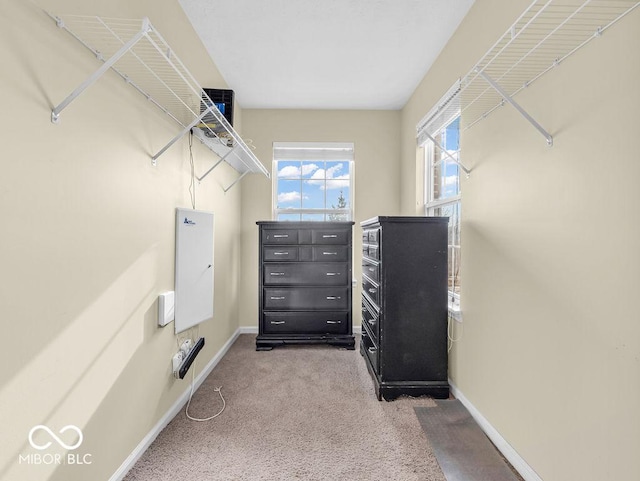 spacious closet featuring carpet flooring