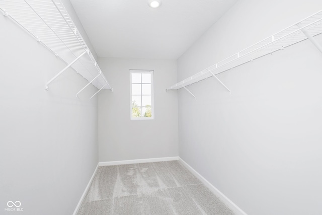 walk in closet with carpet flooring