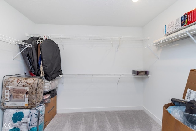 walk in closet featuring carpet floors