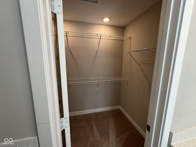 spacious closet featuring carpet