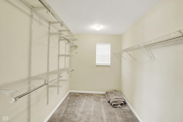 walk in closet with carpet flooring