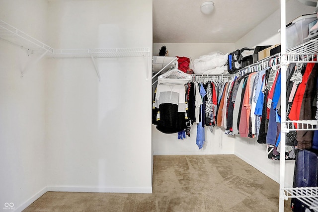 walk in closet featuring carpet floors