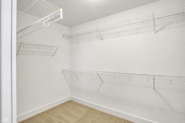 spacious closet featuring carpet flooring