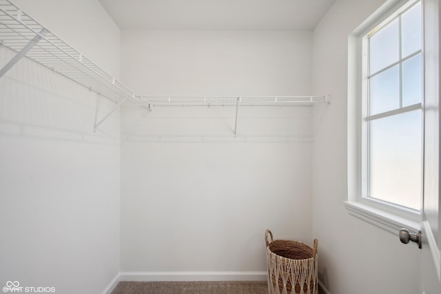 walk in closet featuring carpet flooring