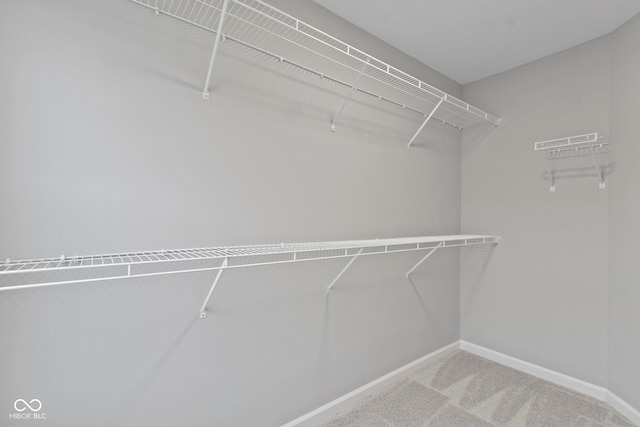 spacious closet featuring carpet floors