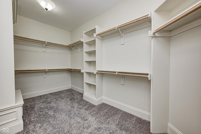 walk in closet featuring carpet