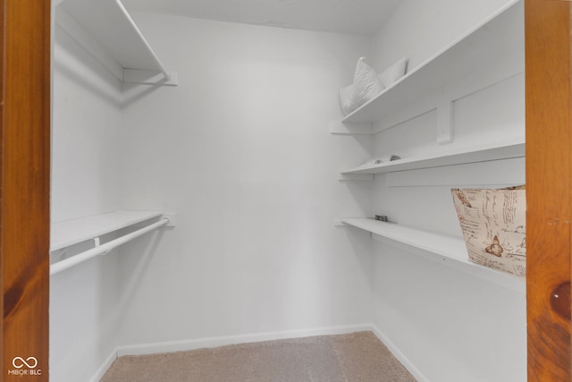 walk in closet with carpet floors