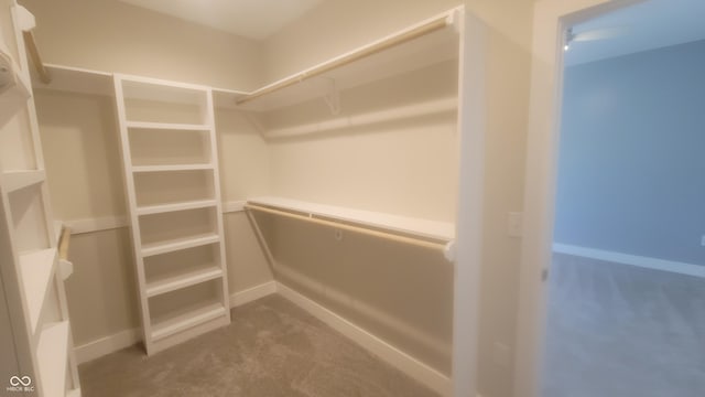 spacious closet featuring carpet flooring