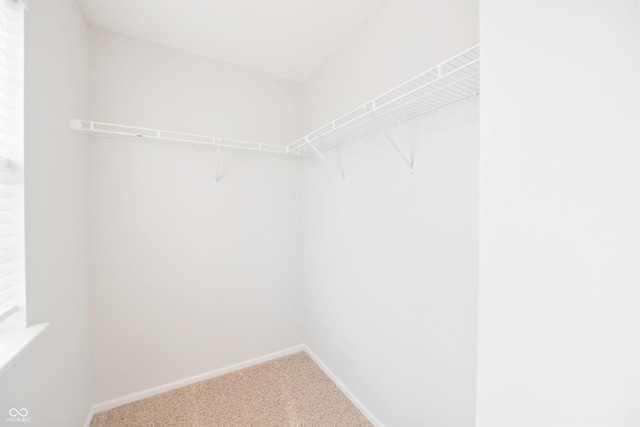 walk in closet featuring carpet floors