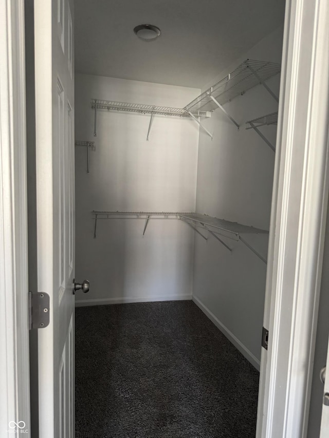 walk in closet with carpet floors