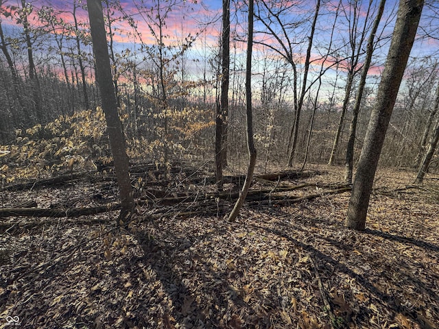 nature at dusk with a forest view