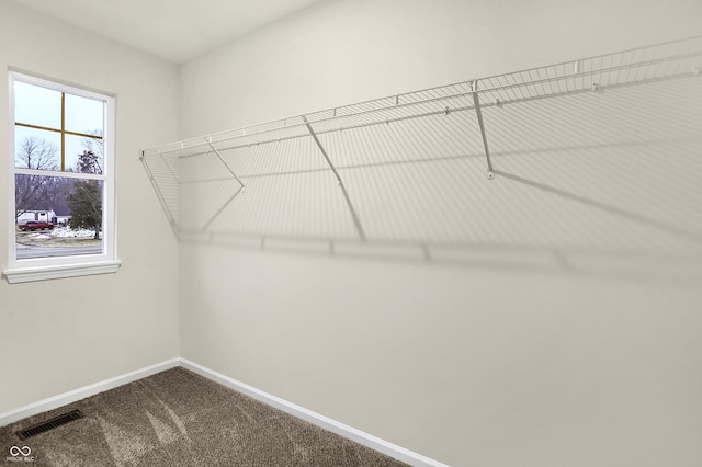 spacious closet featuring visible vents and carpet floors