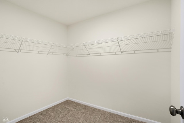 walk in closet with carpet flooring